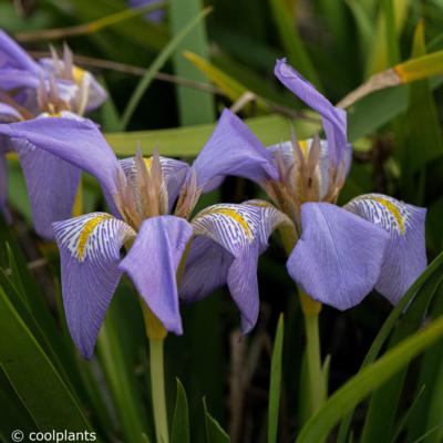 iris-unguicularis-from-lady-gibson