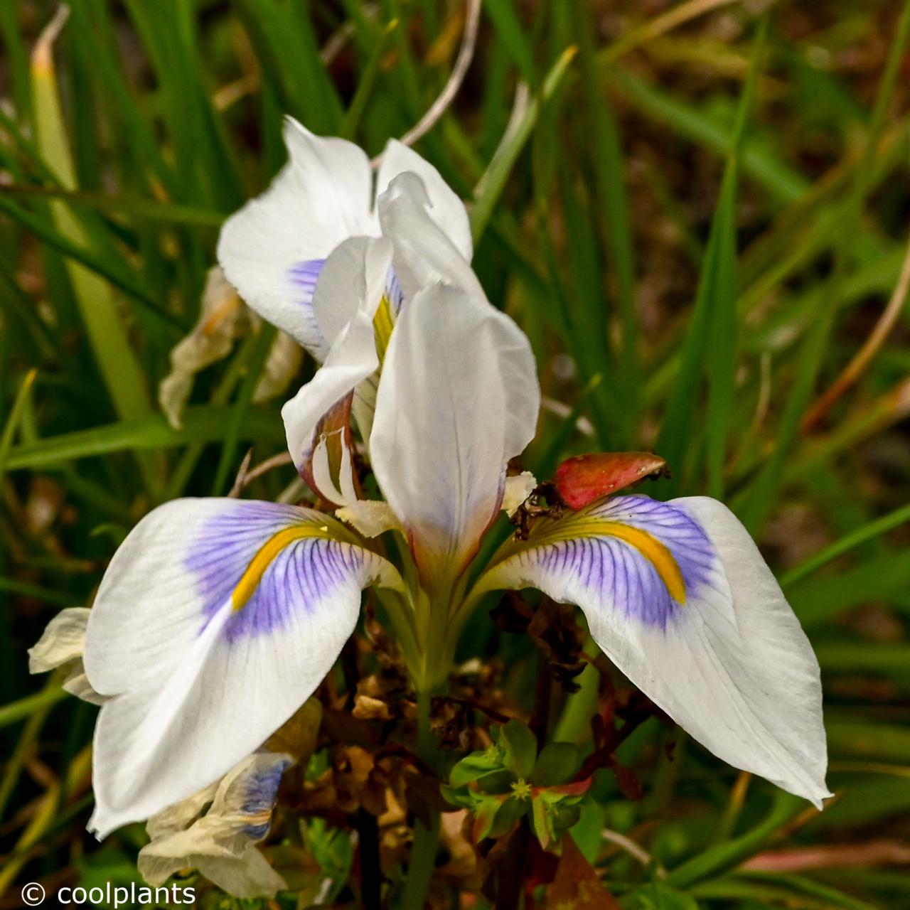Iris unguicularis 'Peloponnese Snow' plant