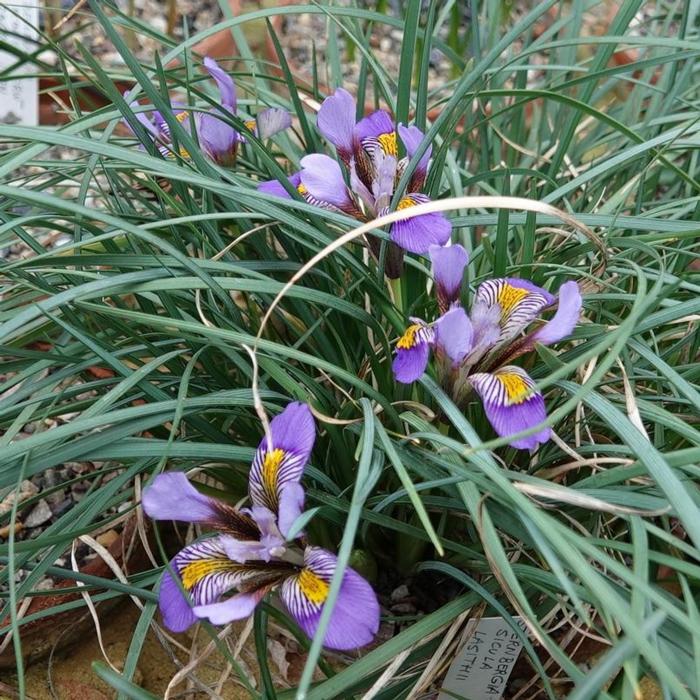 Iris unguicularis ssp cretensis plant