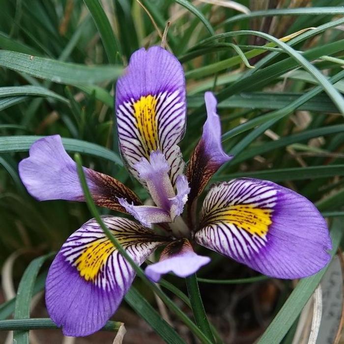 Iris unguicularis ssp cretensis plant