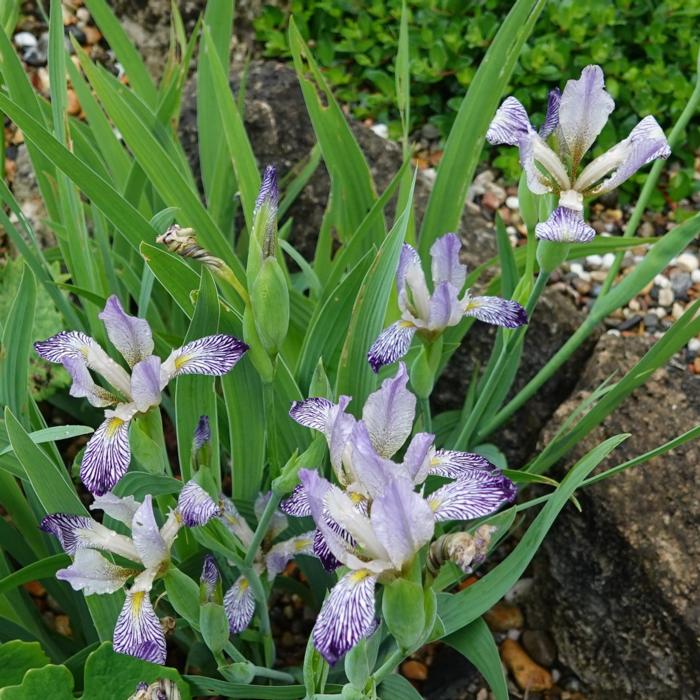 Iris variegata var. reginae plant