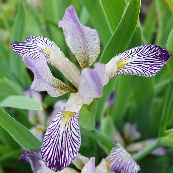 Iris variegata var. reginae plant