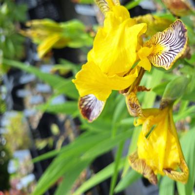 iris-variegata