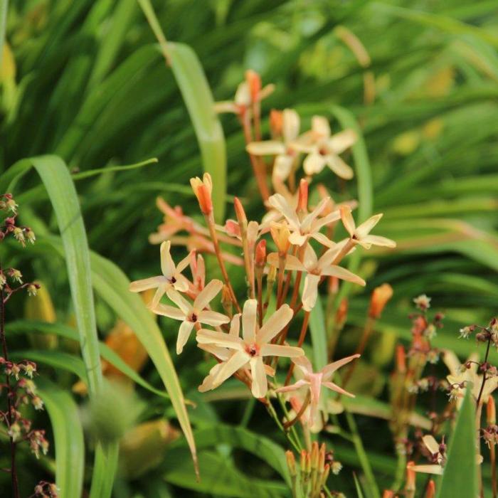 Ixia paniculata 'Eos' plant