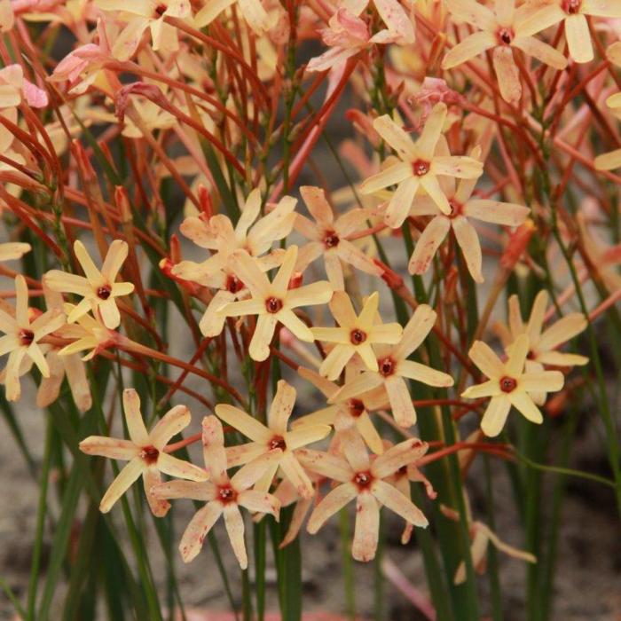 Ixia paniculata 'Eos' plant