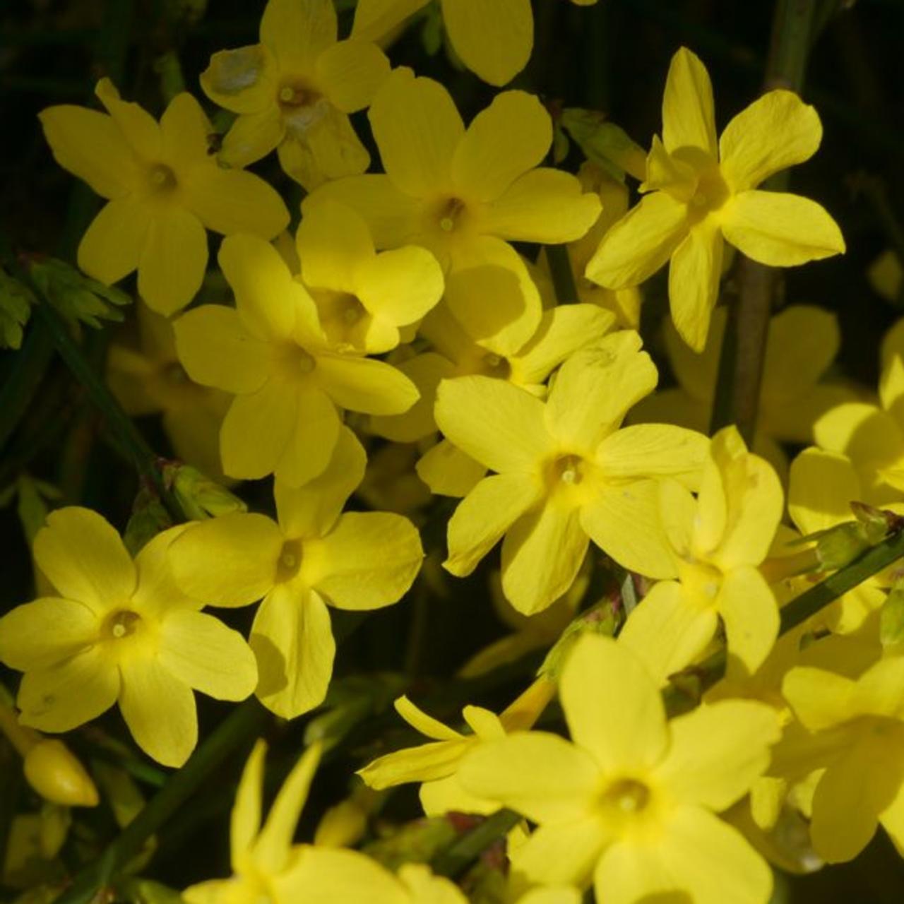 Jasminum nudiflorum plant