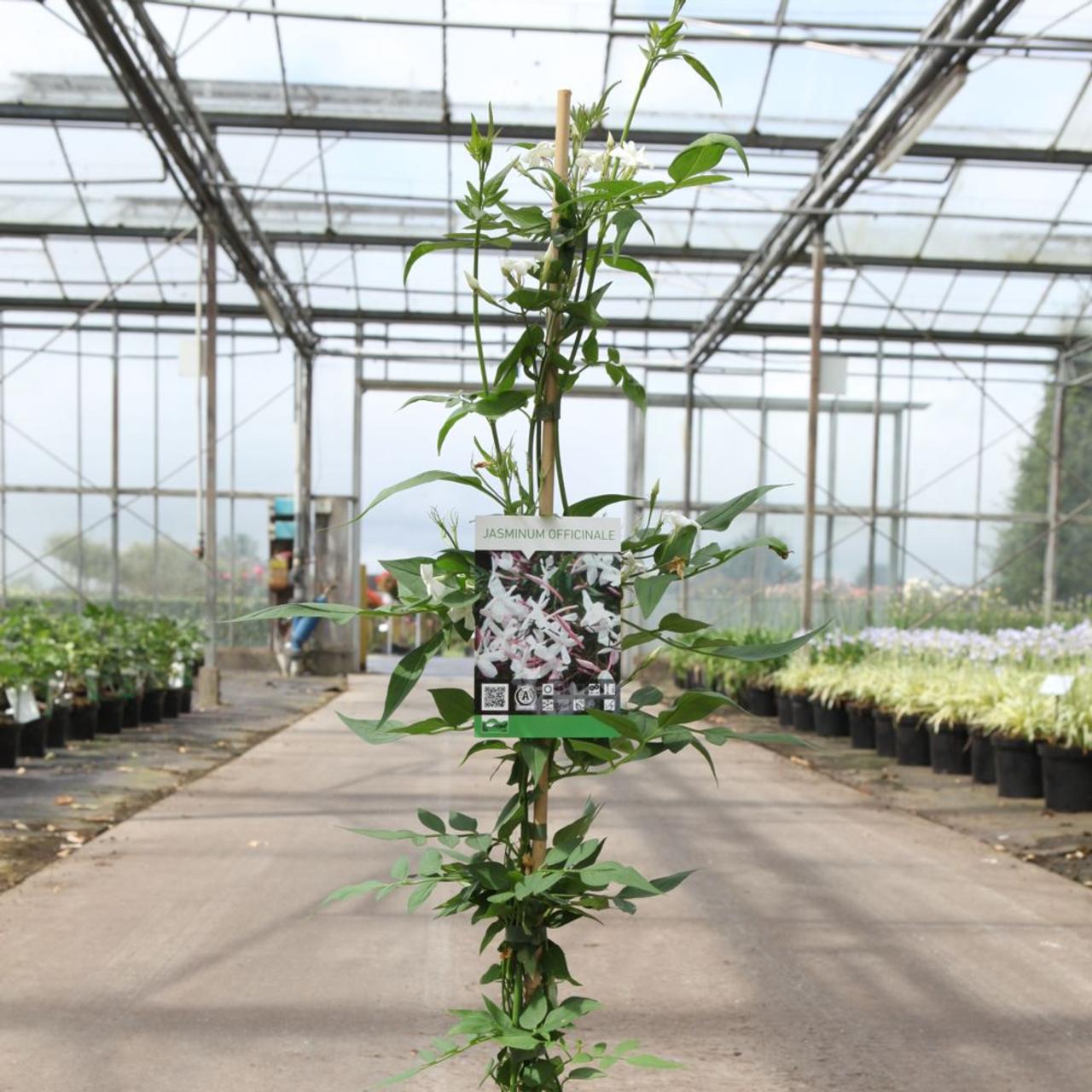 Jasminum officinale plant