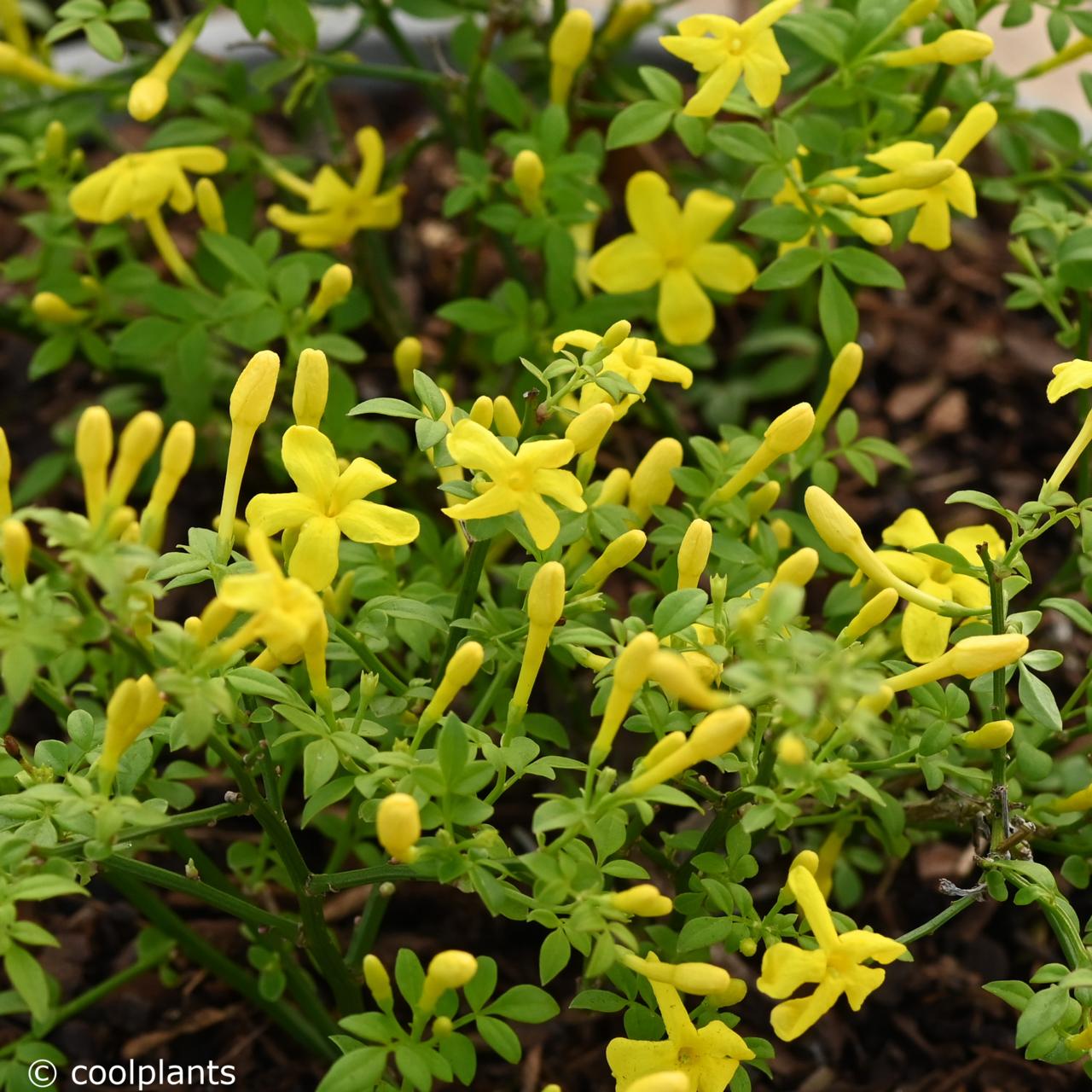 Jasminum parkeri plant