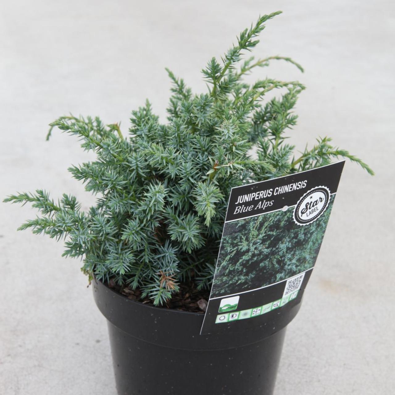 Juniperus chinensis 'Blue Alps' plant