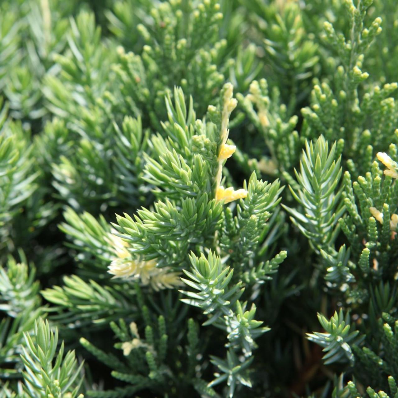 Juniperus chinensis 'Expansa Variegata' plant