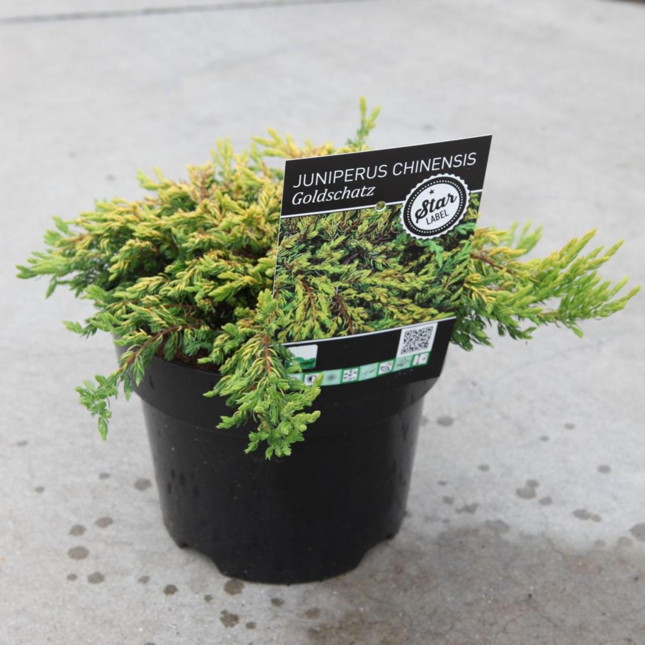 Juniperus chinensis 'Goldschatz' plant