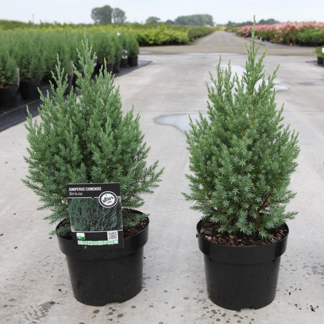 Juniperus chinensis 'Stricta' plant