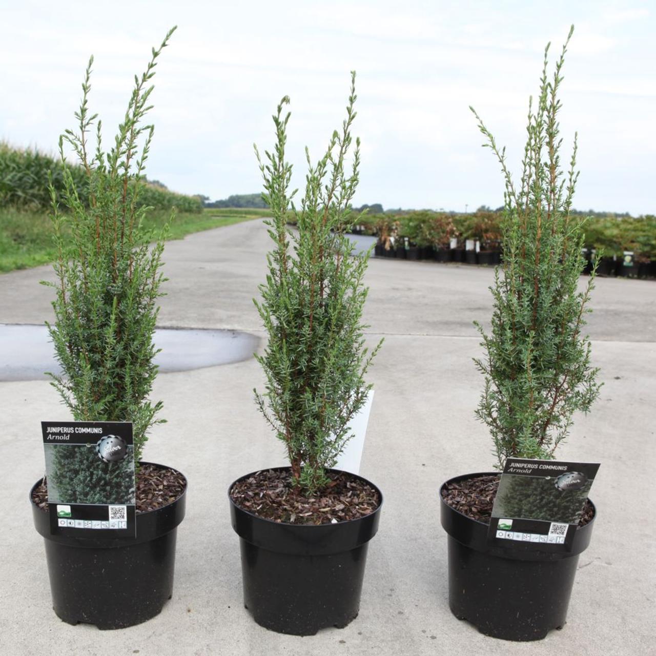 Juniperus comm. 'Arnold' plant