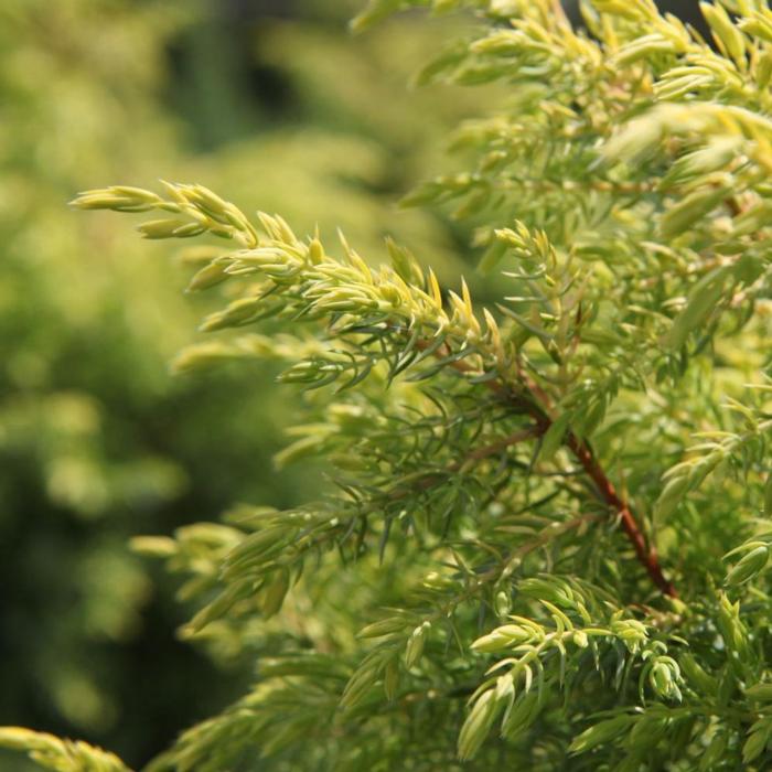 Juniperus comm. 'Gold Cone' plant