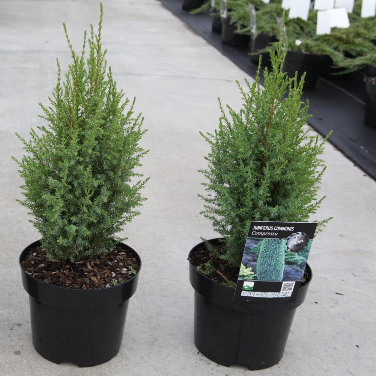 Juniperus communis 'Compressa' plant