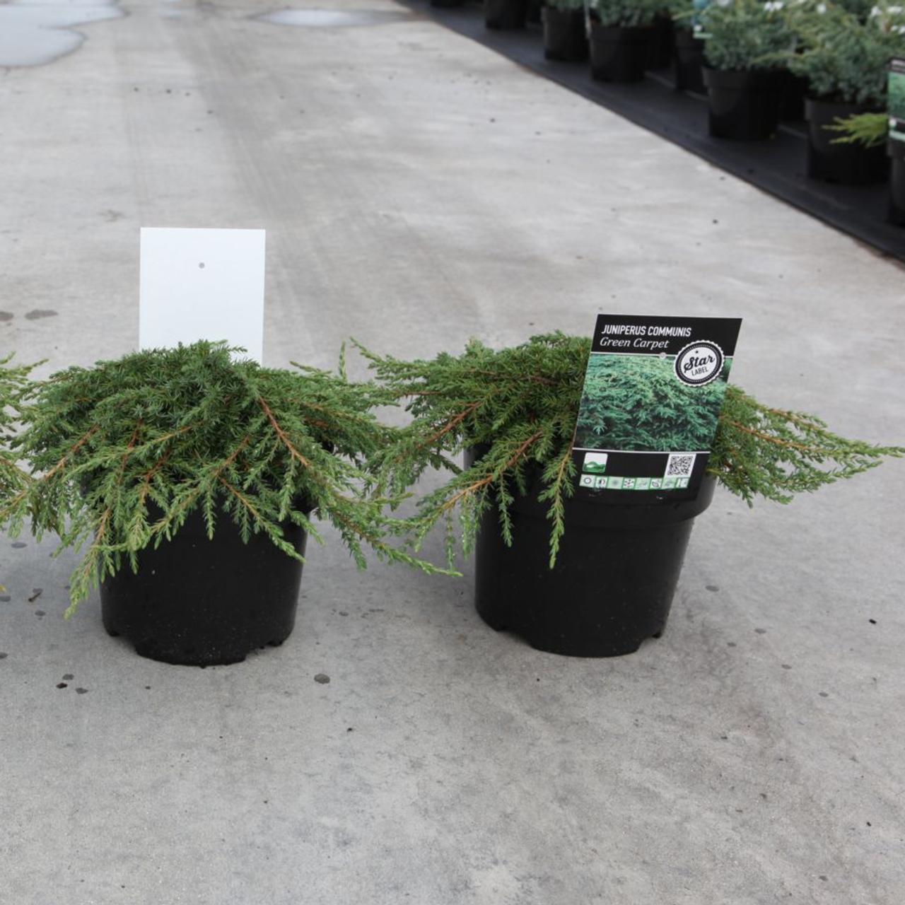 Juniperus communis 'Green Carpet' plant