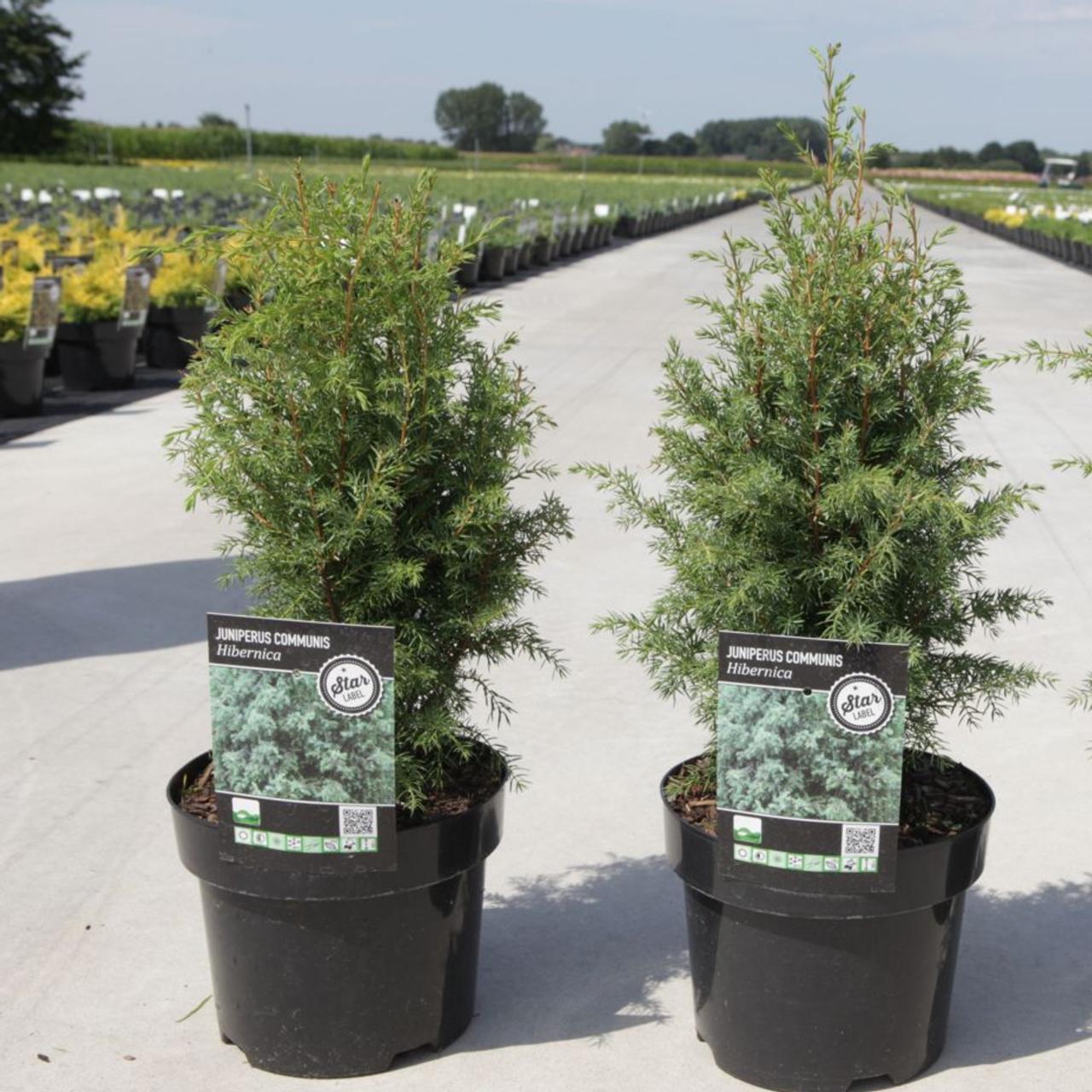 Juniperus communis 'Hibernica' plant