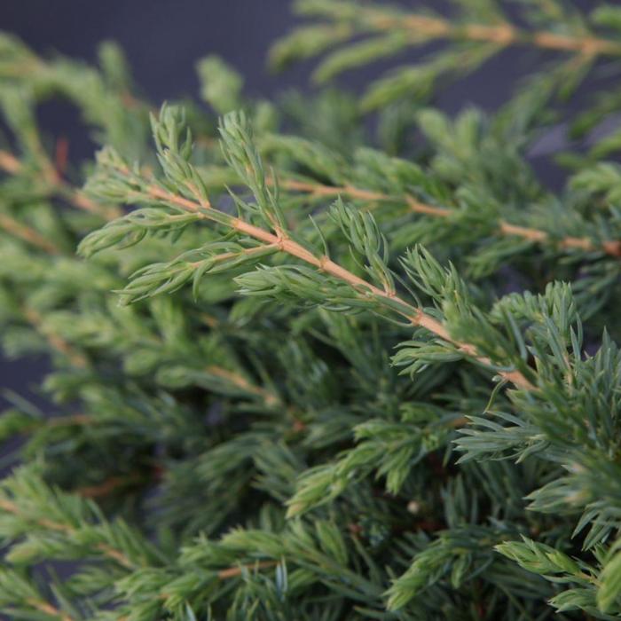 Juniperus communis 'Repanda' plant