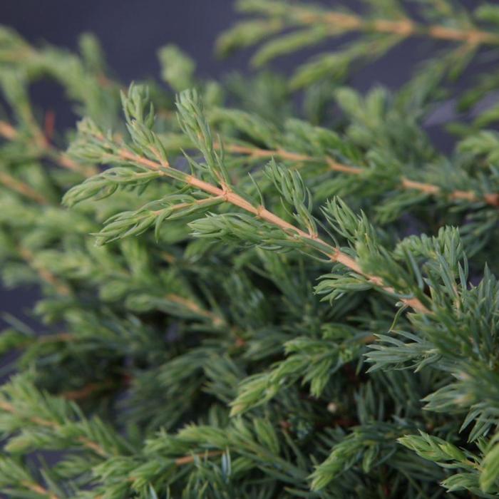 Juniperus communis 'Repanda' plant