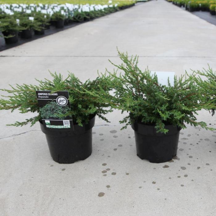 Juniperus communis 'Repanda' plant