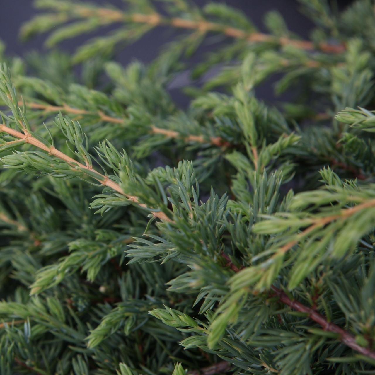 Juniperus communis 'Ristol' plant