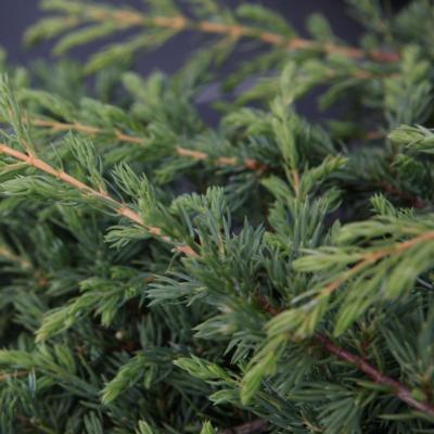 juniperus-communis-ristol