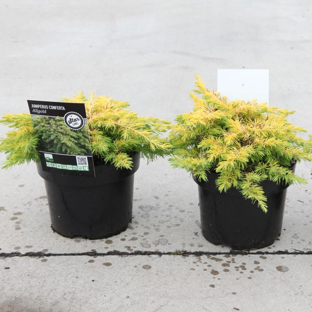 Juniperus conferta 'All Gold' plant