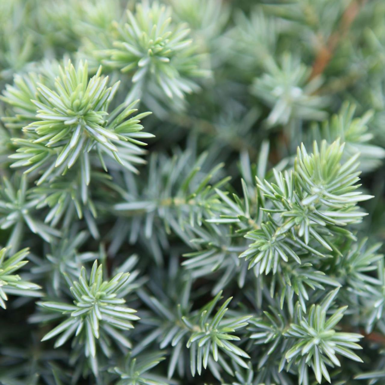 Juniperus conferta 'Blue Pacific' plant