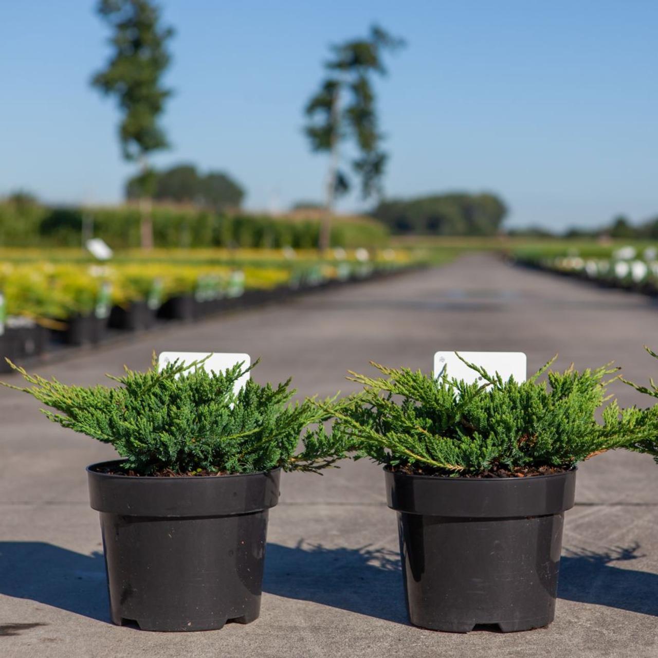 Juniperus hor. 'Prince of Wales' plant