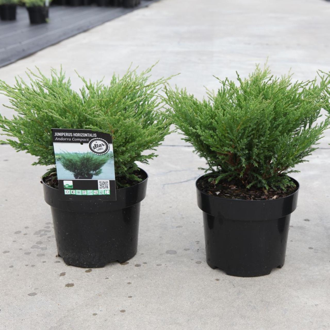 Juniperus horizontalis 'Andorra Compact' plant