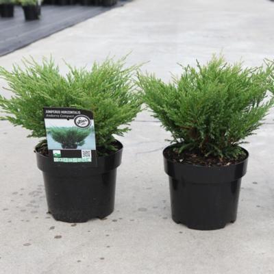 juniperus-horizontalis-andorra-compact