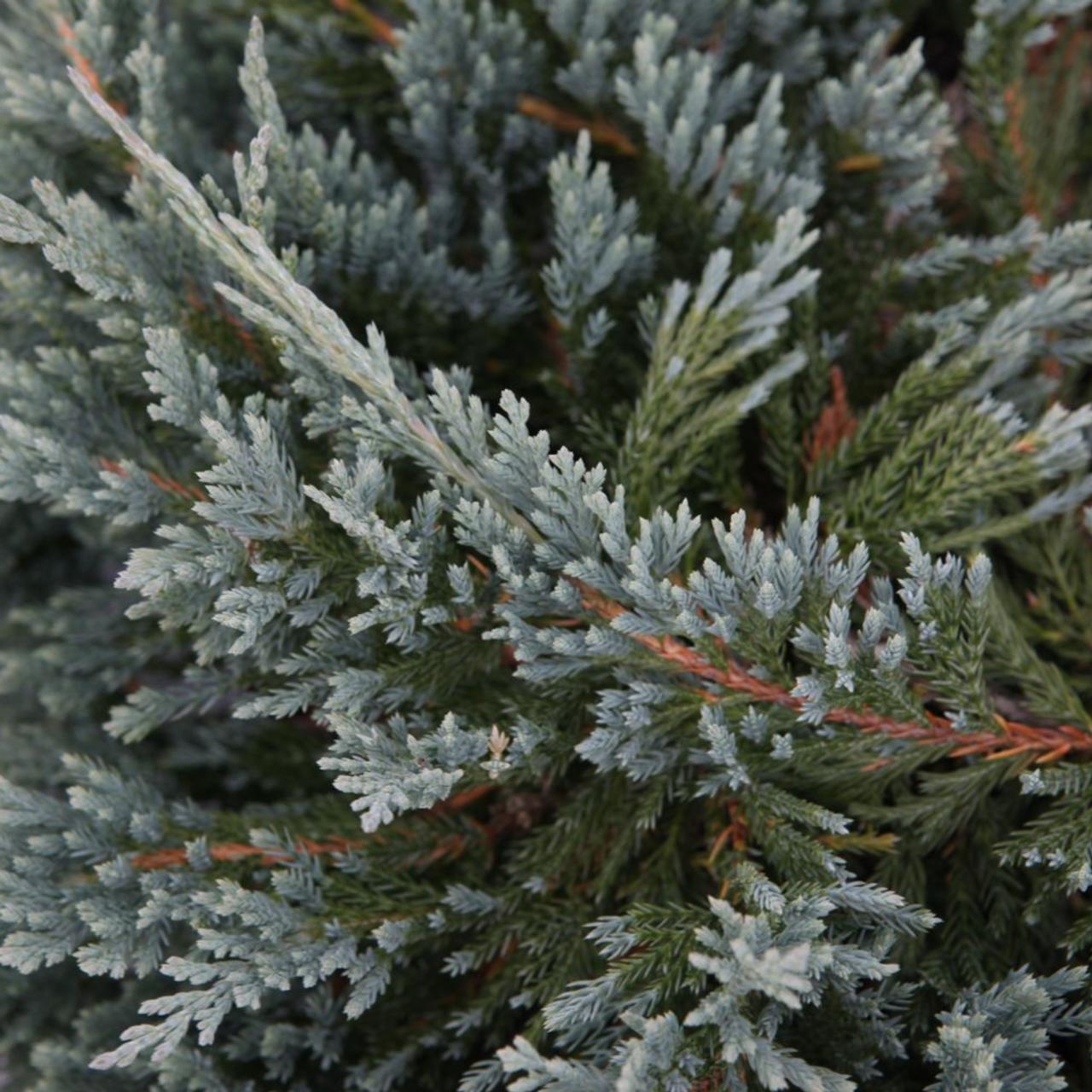 Juniperus horizontalis 'Blue Chip' plant