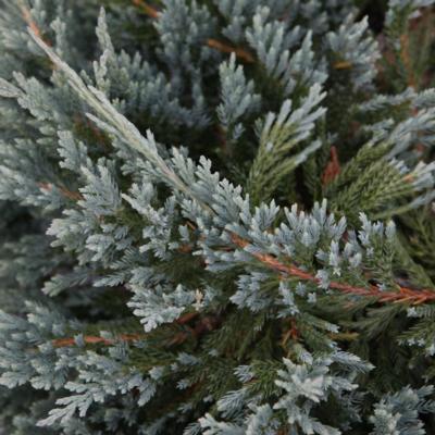 juniperus-horizontalis-blue-chip