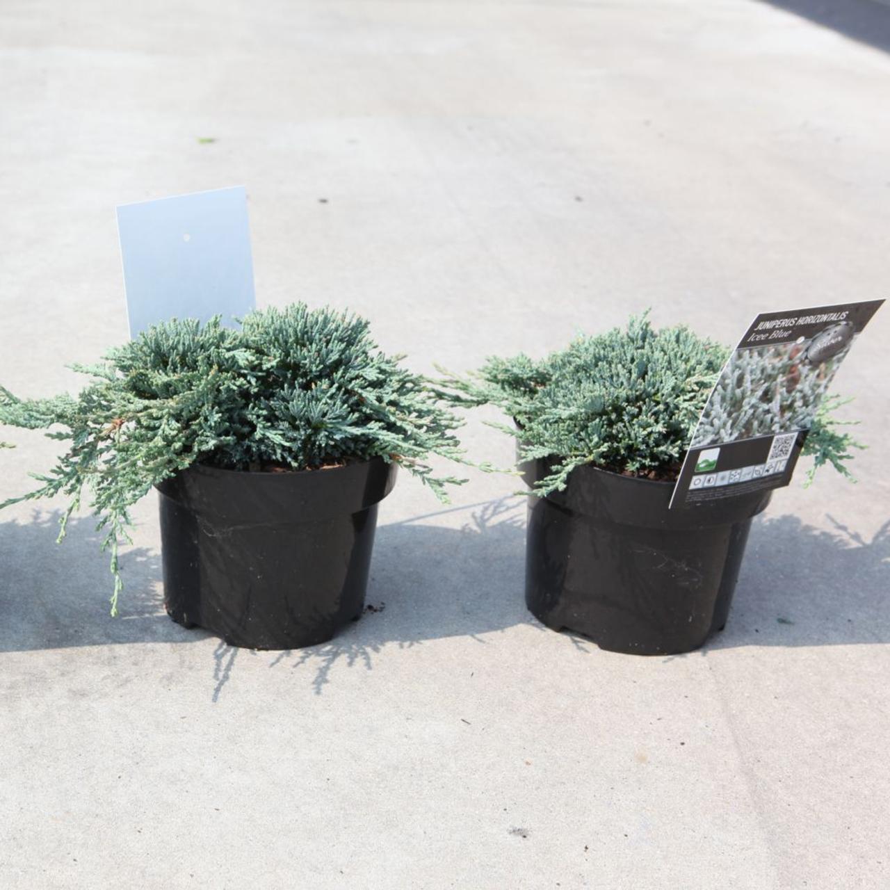 Juniperus horizontalis 'Icee Blue' plant