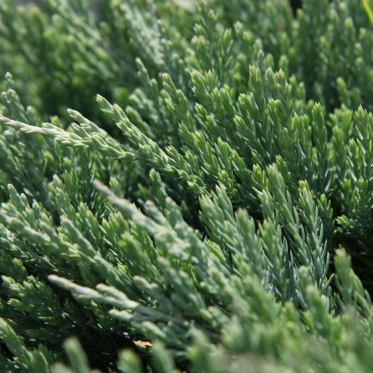 Juniperus horizontalis 'Jade River' plant