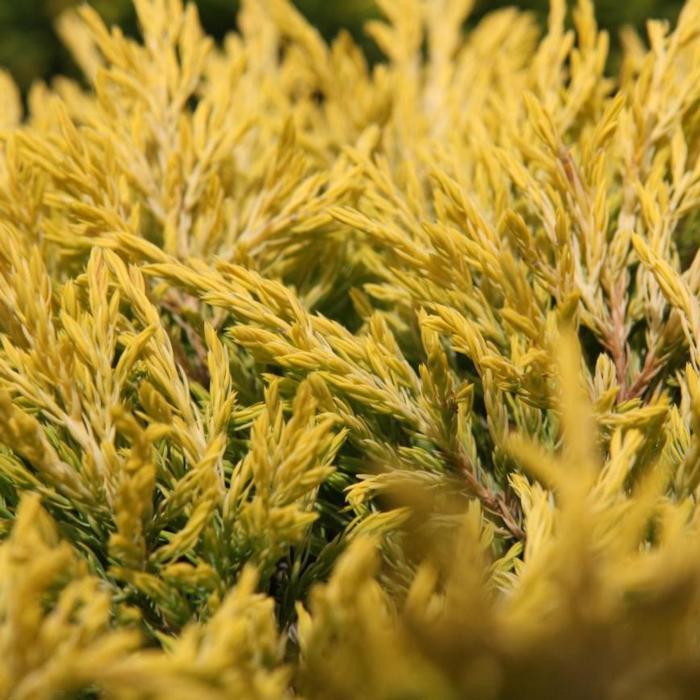 Juniperus horizontalis 'Limeglow' plant