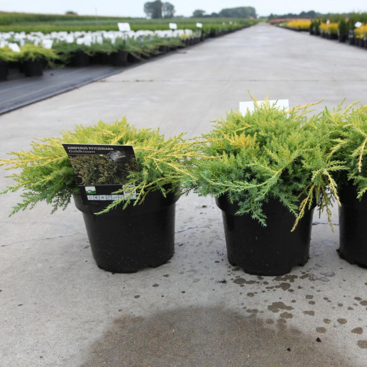 Juniperus  x pfitzeriana 'Goldkissen' plant