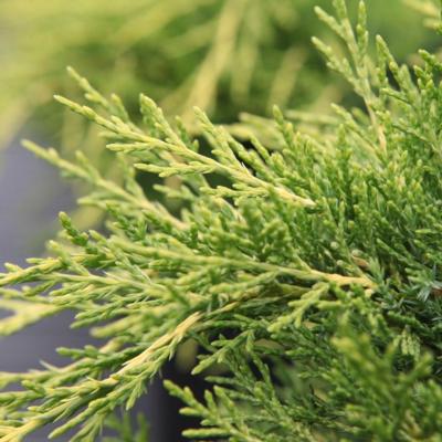 juniperus-media-old-gold