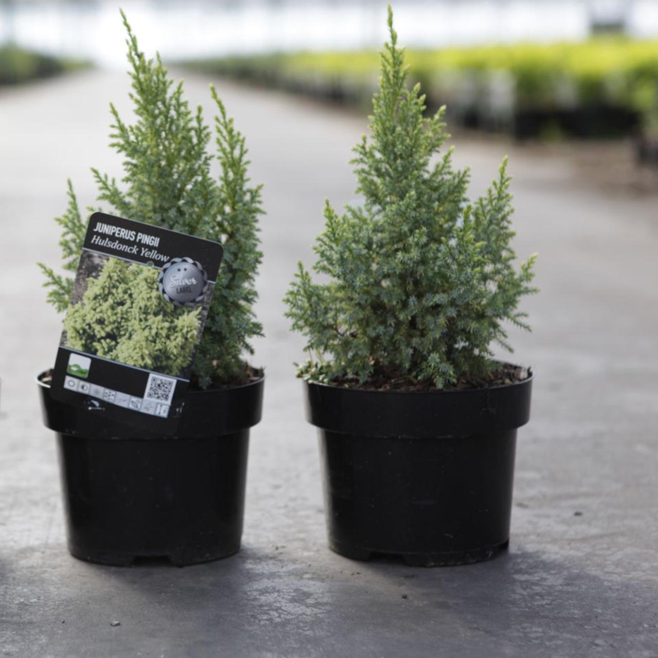 Juniperus pingii 'Hulsdonck Yellow' plant