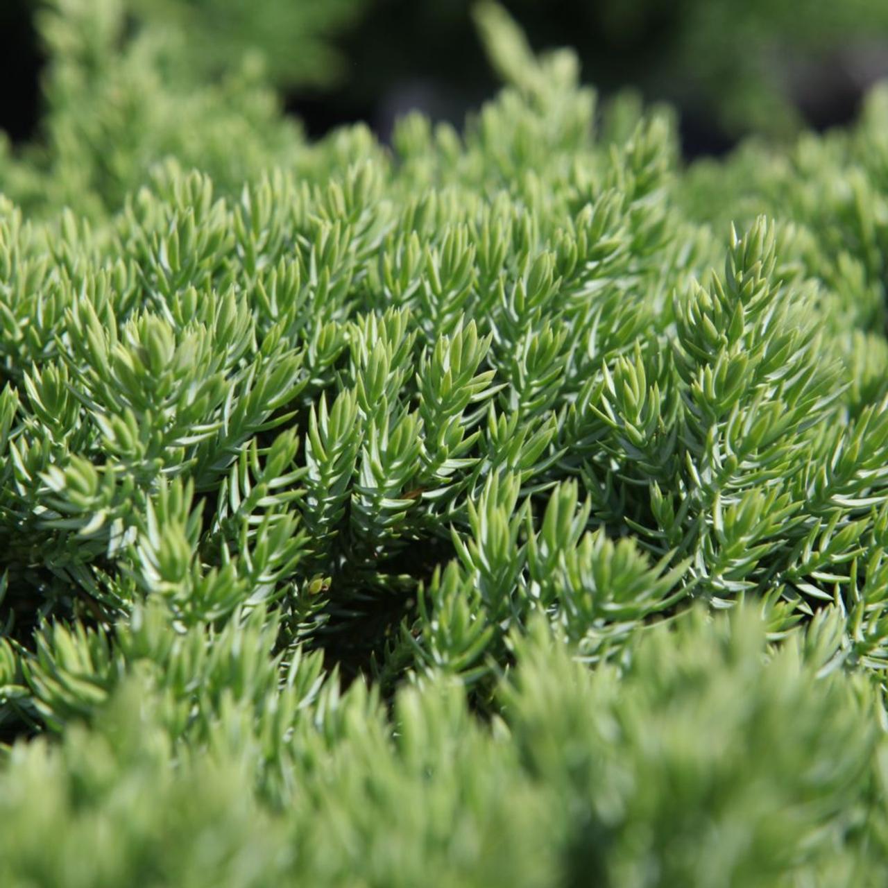 Juniperus procumbens 'Nana' plant