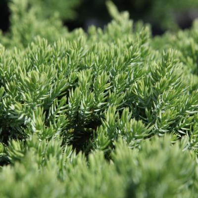 juniperus-procumbens-nana