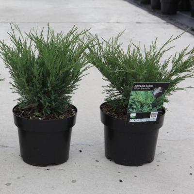juniperus-sabina-blue-sparkle