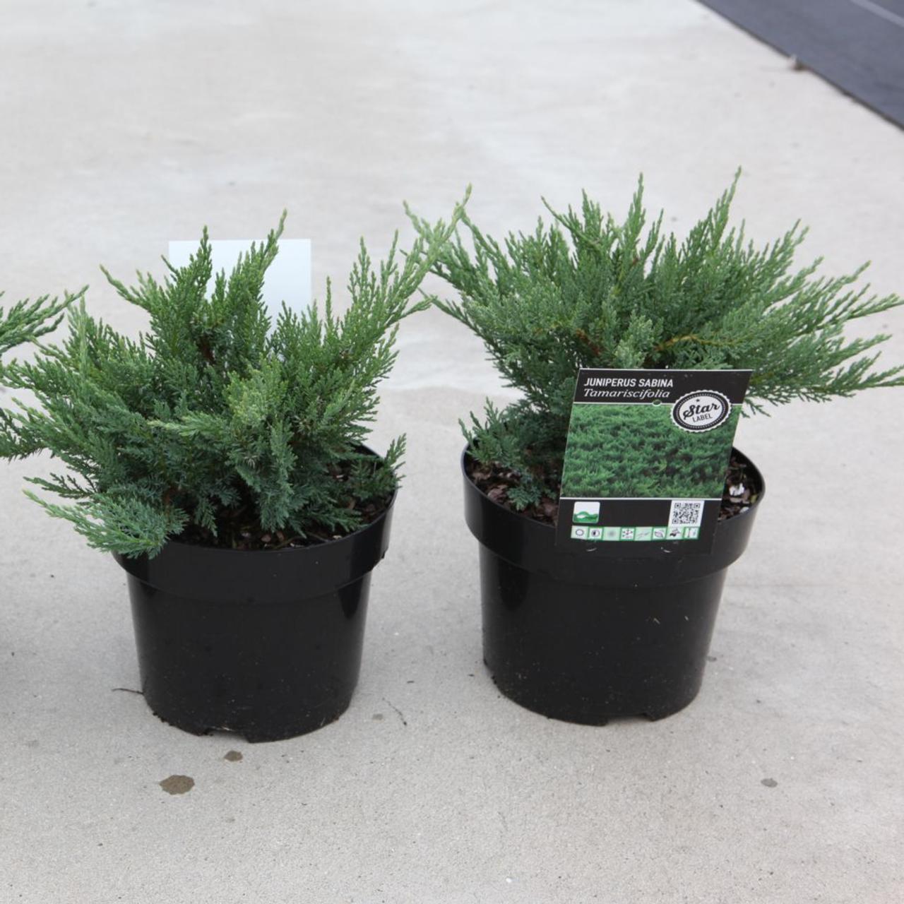Juniperus sabina 'Tamariscifolia' plant