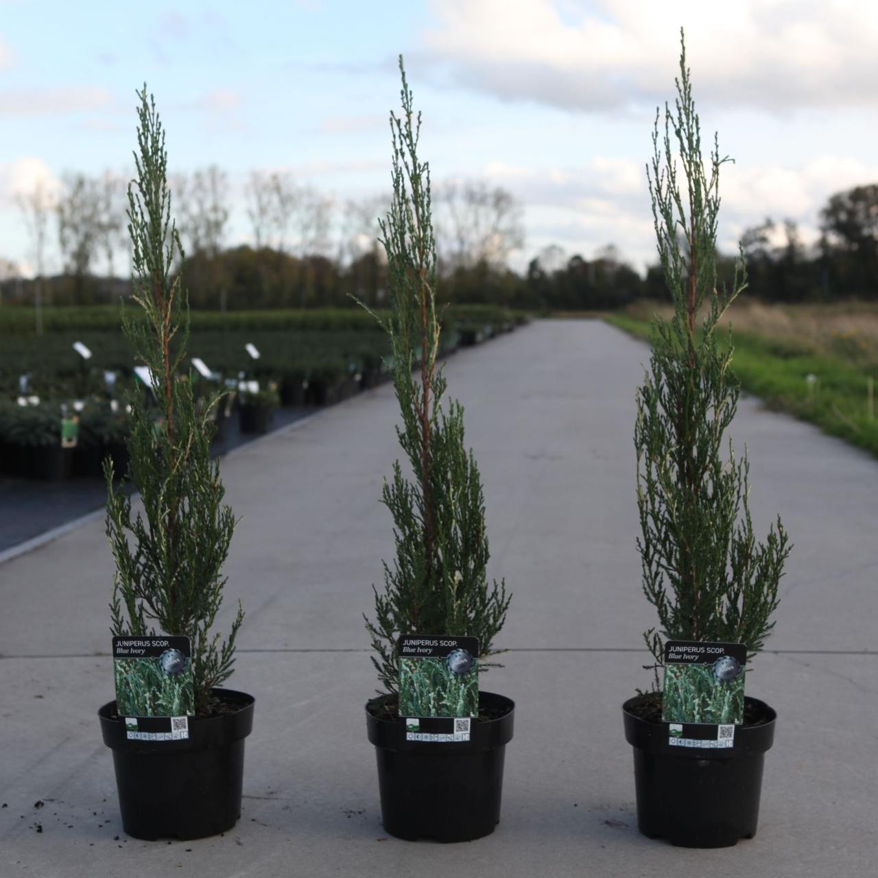 Juniperus scopulorum BLUE IVORY plant