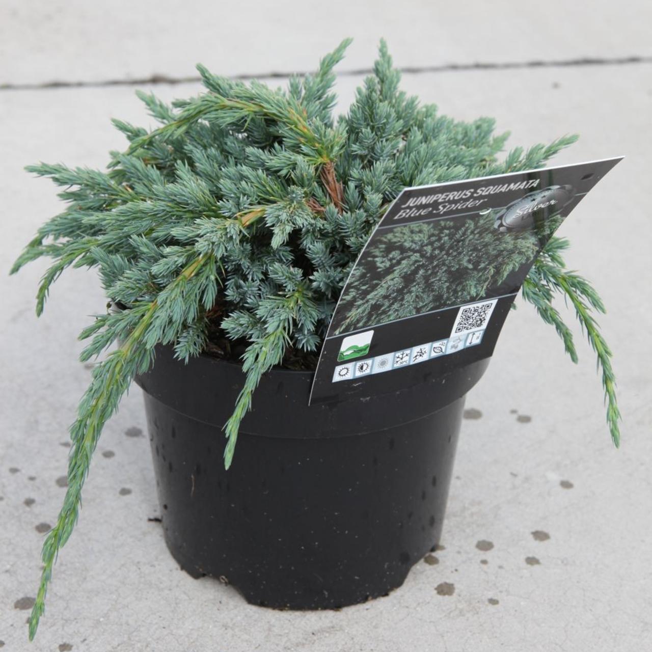 Juniperus squam. 'Blue Spider' plant