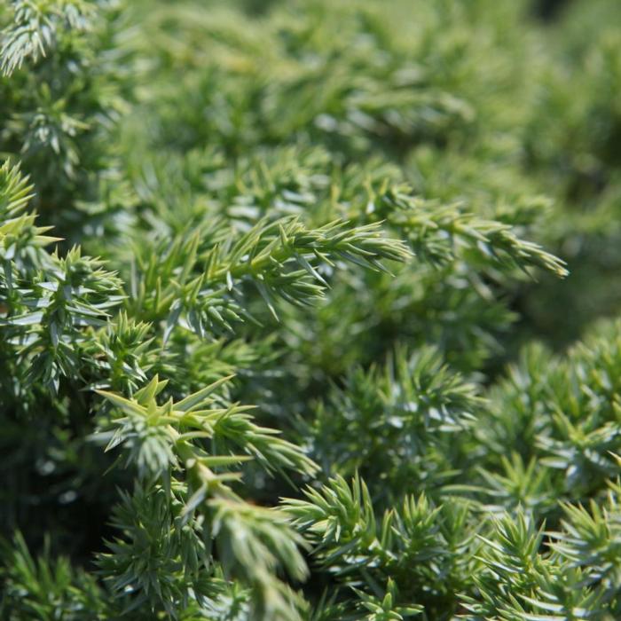 Juniperus squam. 'Blue Swede' plant