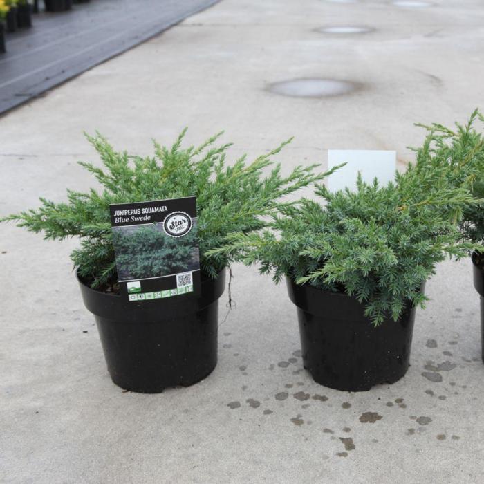 Juniperus squam. 'Blue Swede' plant