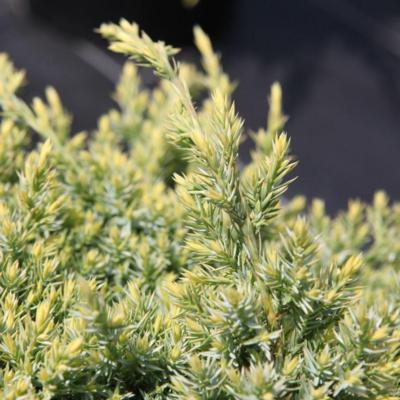 juniperus-squam-holger