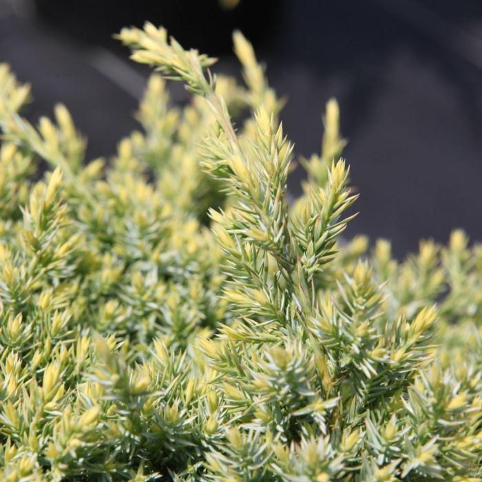 Juniperus squam. 'Holger' plant