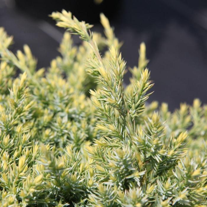 Juniperus squam. 'Holger' plant
